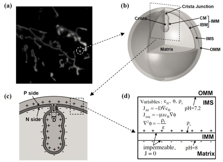 FIG. 1