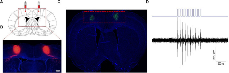 FIGURE 2