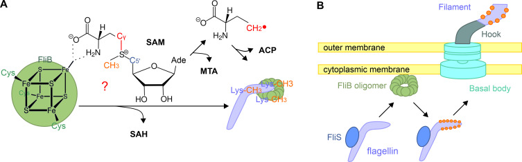 Fig 5