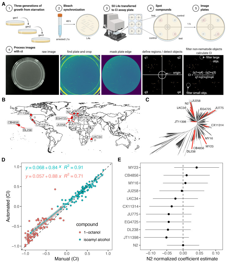 
Figure 1.
An automated assay workflow yields robust chemotaxis measurements.
