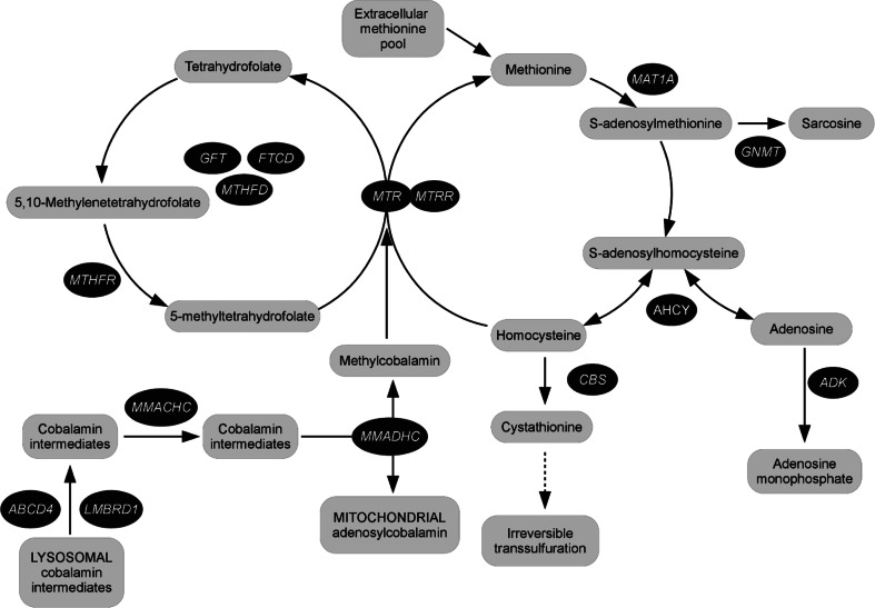 Fig. 1