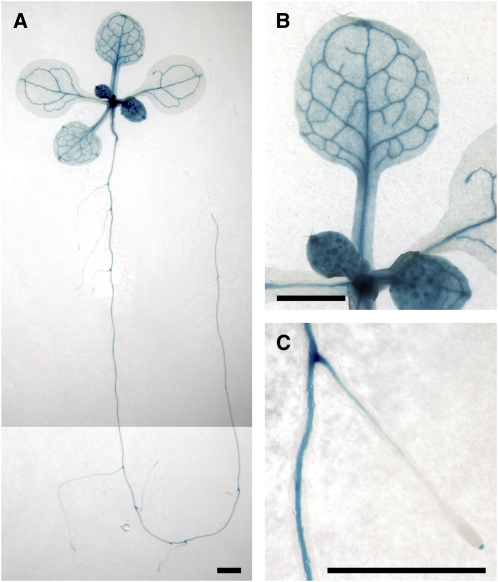 Figure 5.