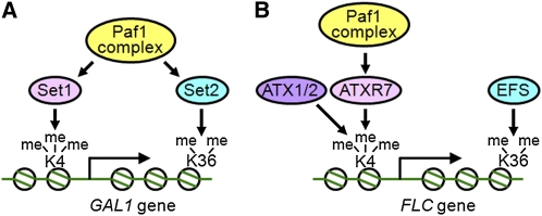 Figure 9.