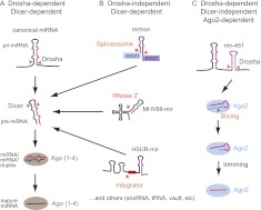 FIGURE 1.