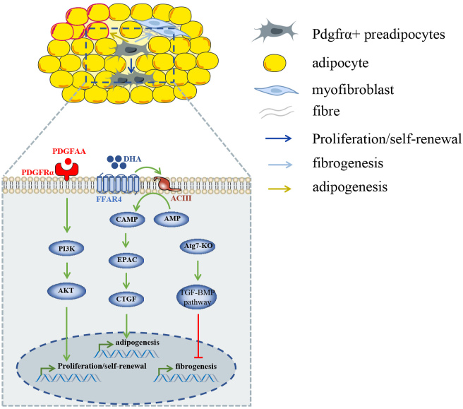 Pdgfrα+ Stromal Cells, A Key Regulator For Tissue Homeostasis And 