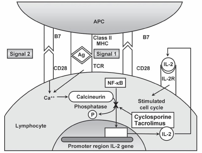 Figure 1)