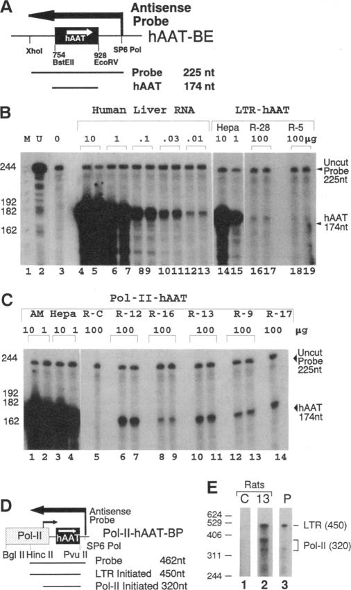 graphic file with name pnas01126-0277-a.jpg