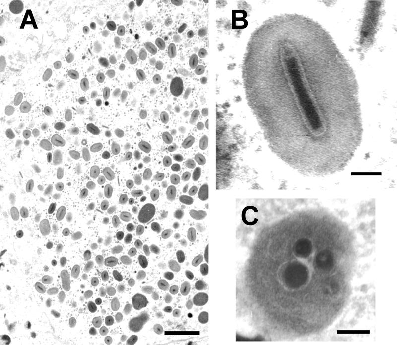 FIG. 1