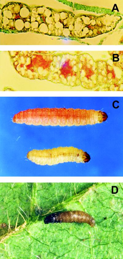 FIG. 3