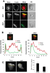 FIGURE 1: