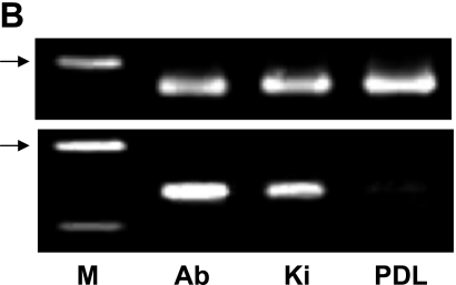 Fig. 5