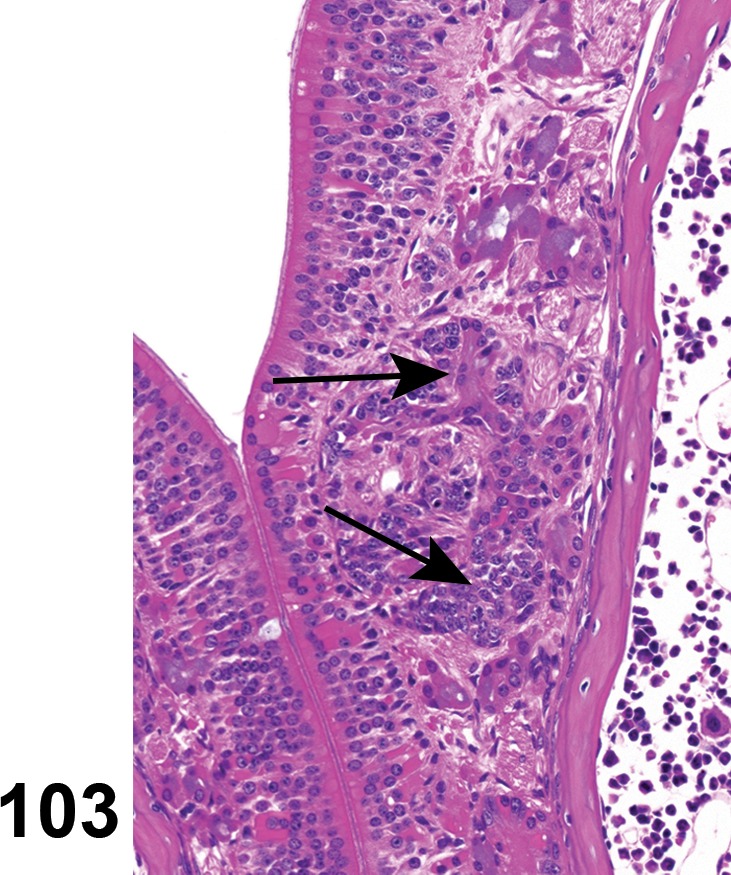 Figure 103.