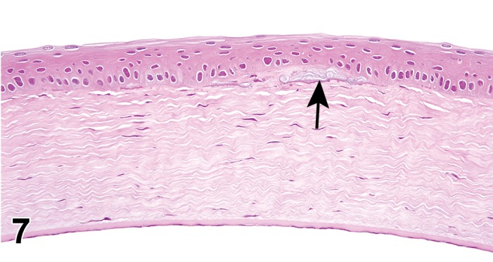 Figure 7.