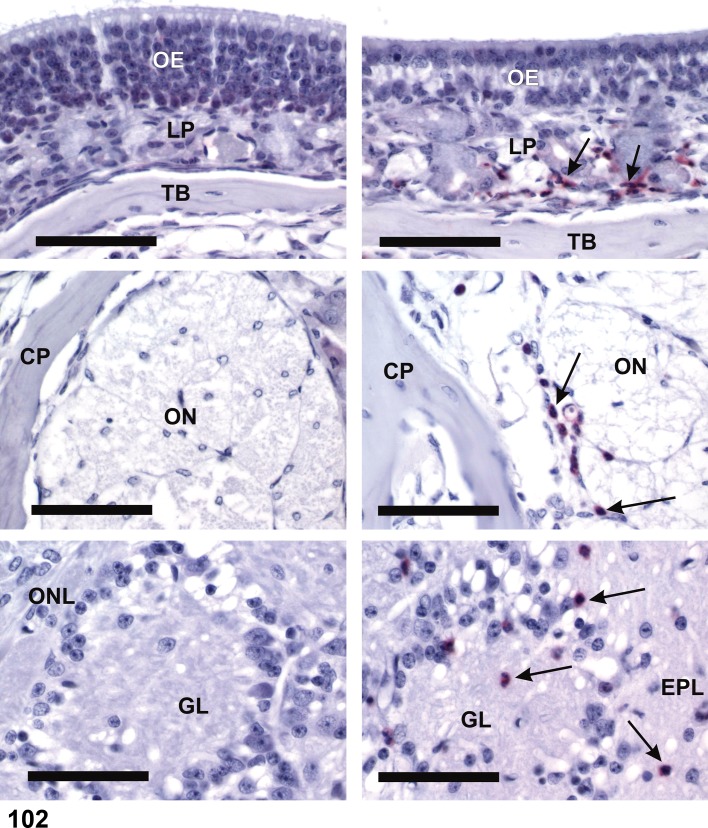 Figure 102.