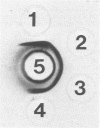 504