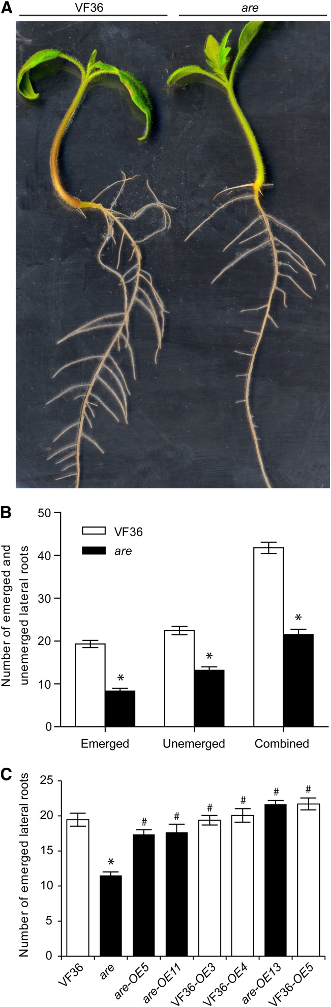 Figure 4.