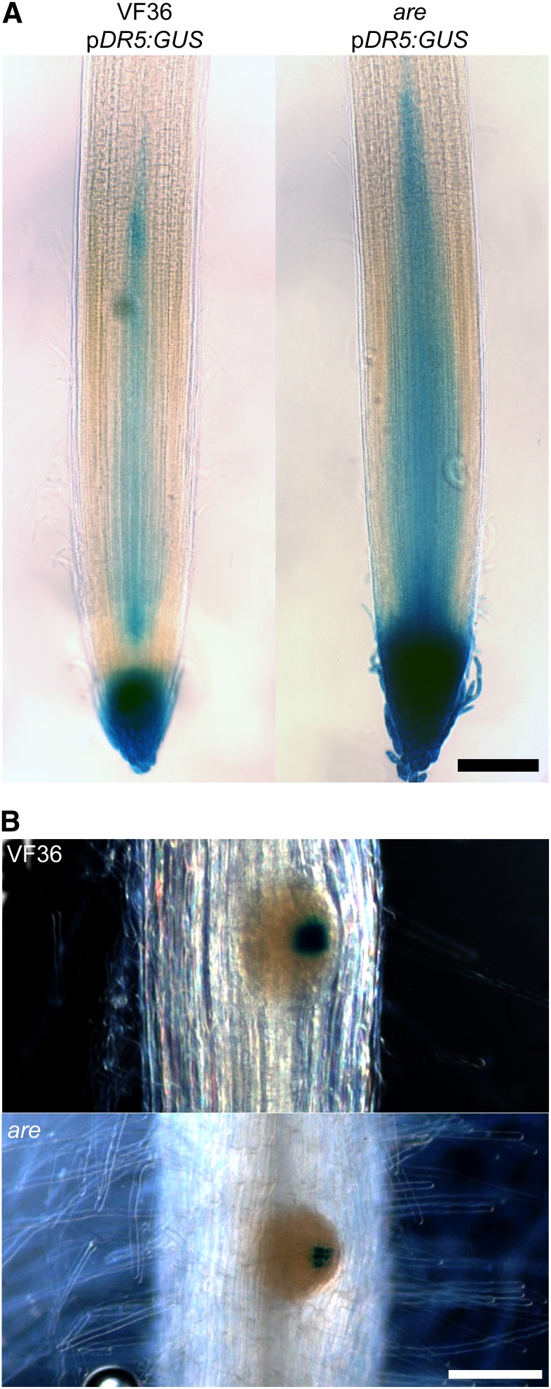 Figure 6.