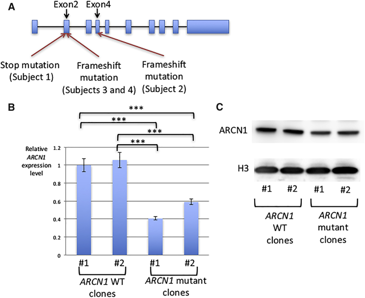 Figure 2