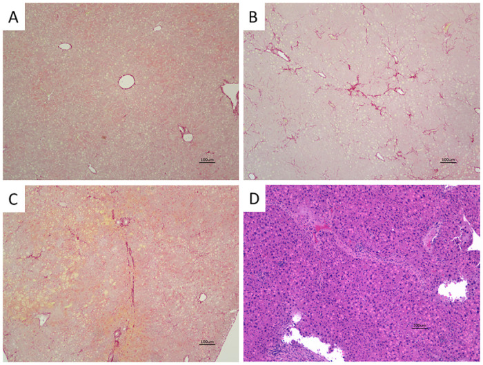 Fig 6