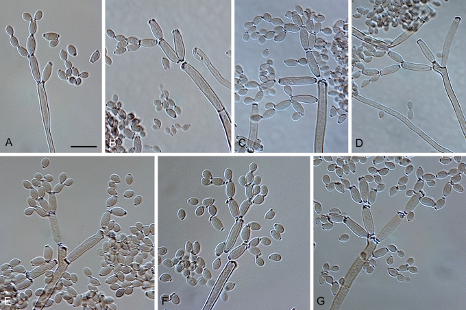 Fig. 25.