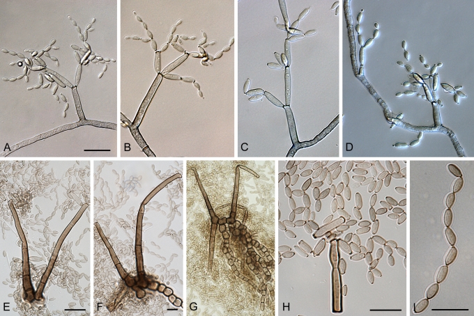 Fig. 13.