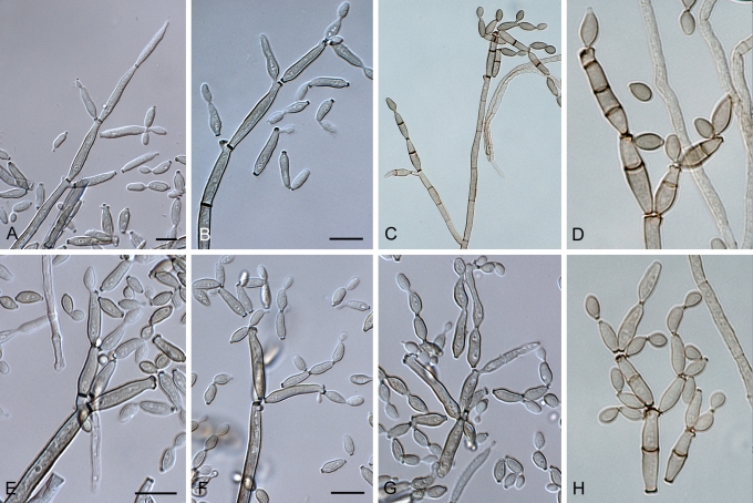 Fig. 53.