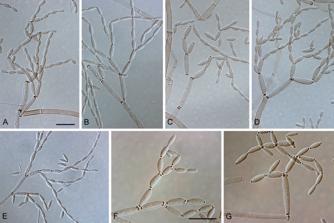 Fig. 21.