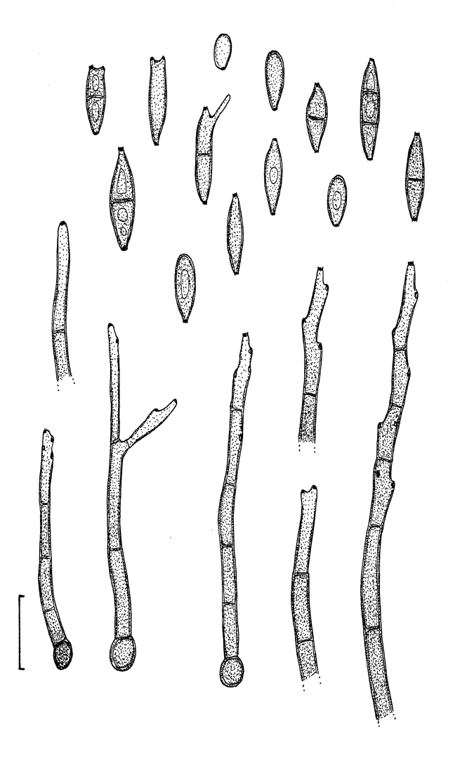 Fig. 22.