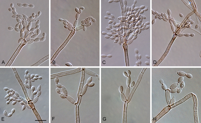 Fig. 51.