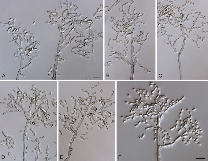 Fig. 61.