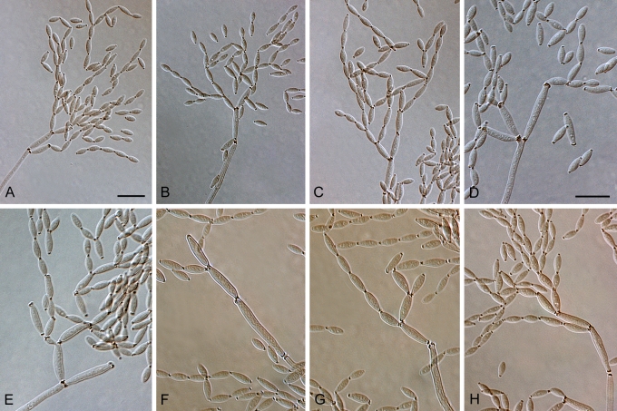 Fig. 33.