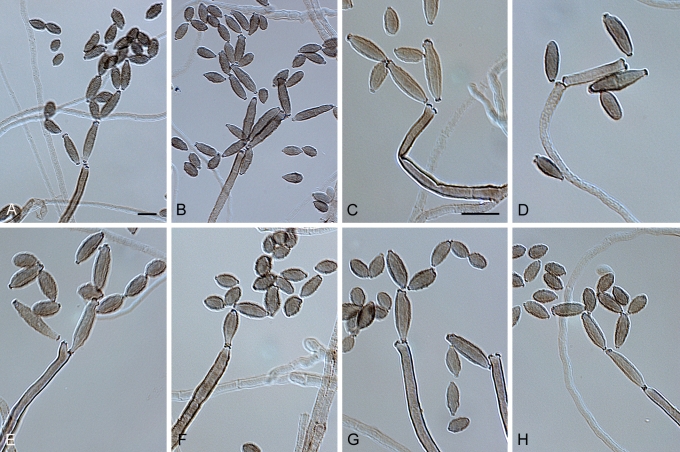 Fig. 27.