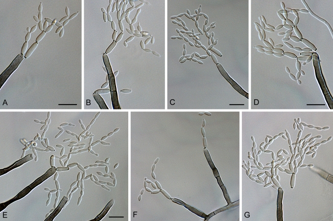 Fig. 37.