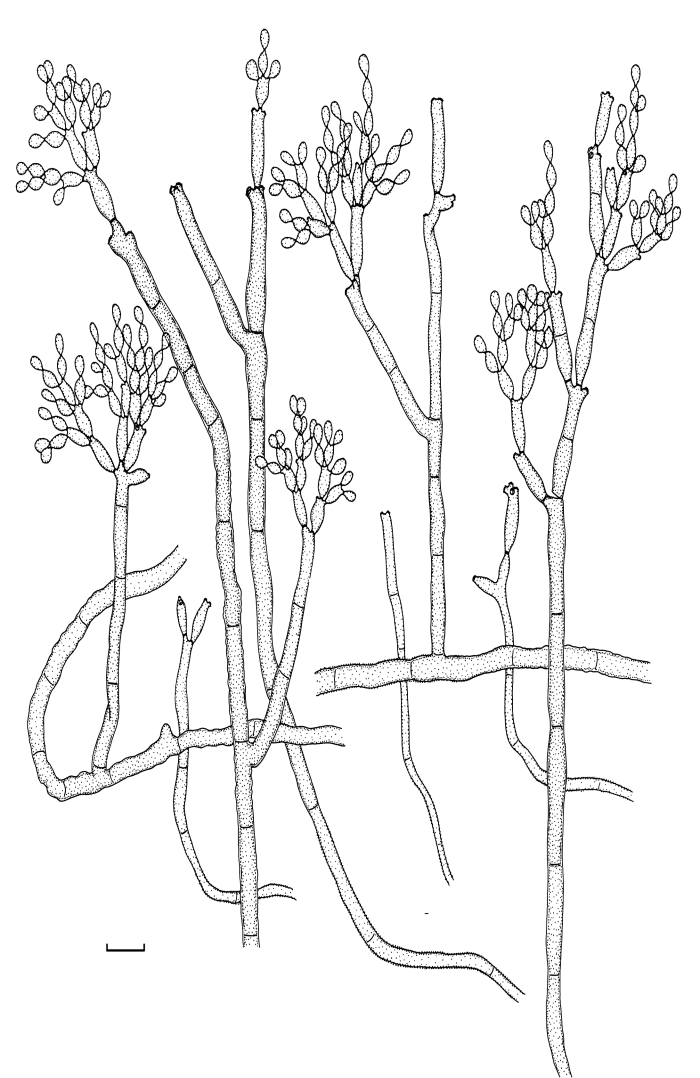 Fig. 57.