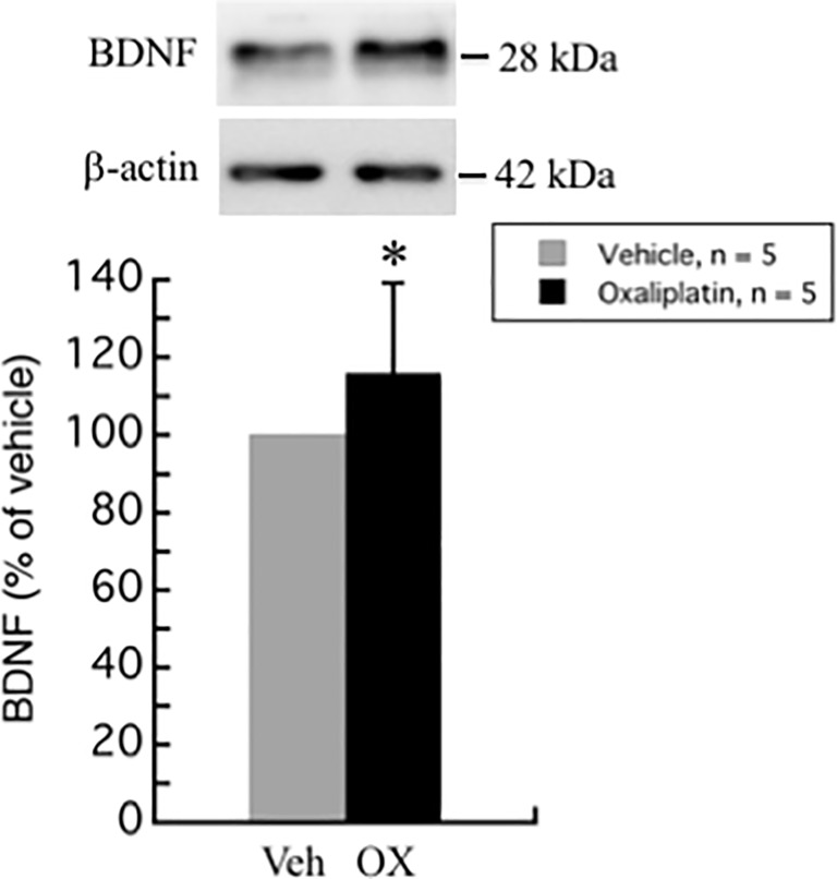 Fig 5