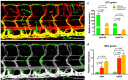 Figure 1—figure supplement 2.