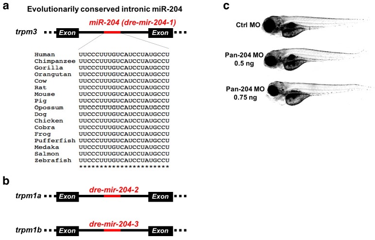 Figure 2—figure supplement 1.