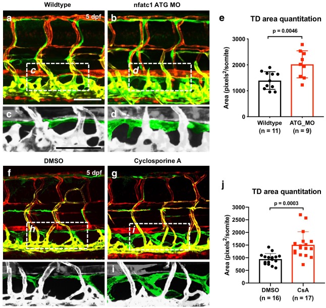 Figure 6—figure supplement 1.