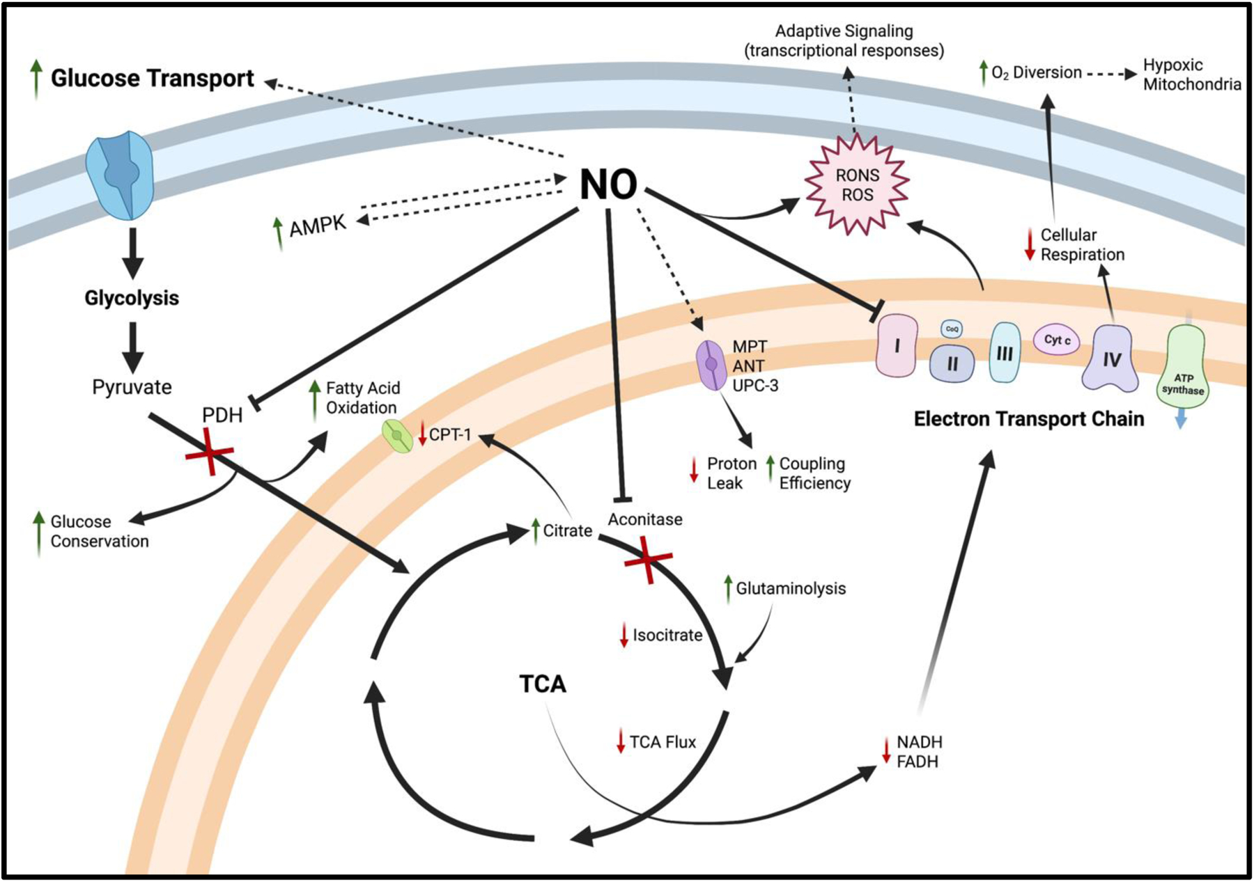 Figure 2: