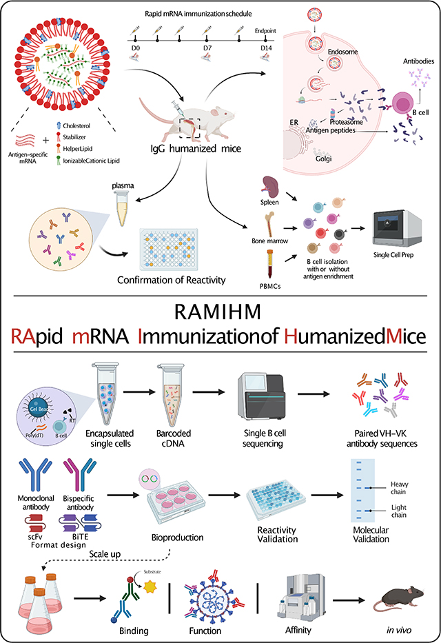 graphic file with name nihms-1861241-f0001.jpg