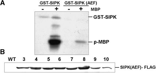 Figure 5.