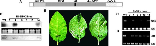 Figure 3.