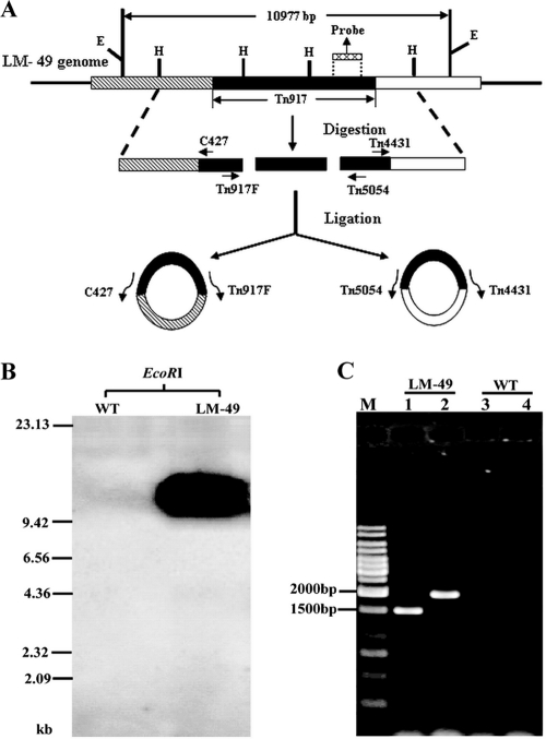 FIG. 1.