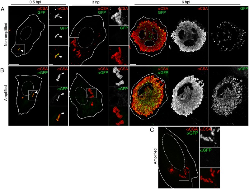 Fig 6