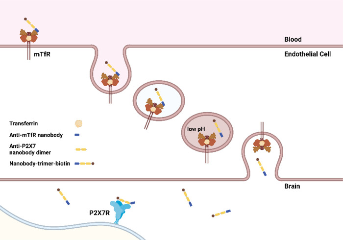 Figure 7: