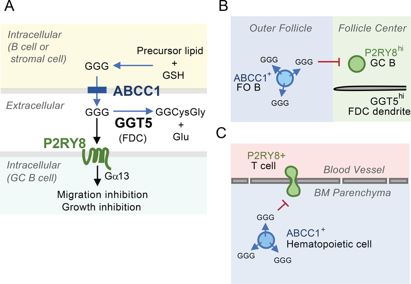 Figure 7: