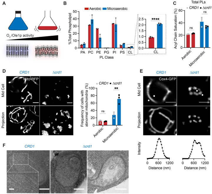 Figure 6: