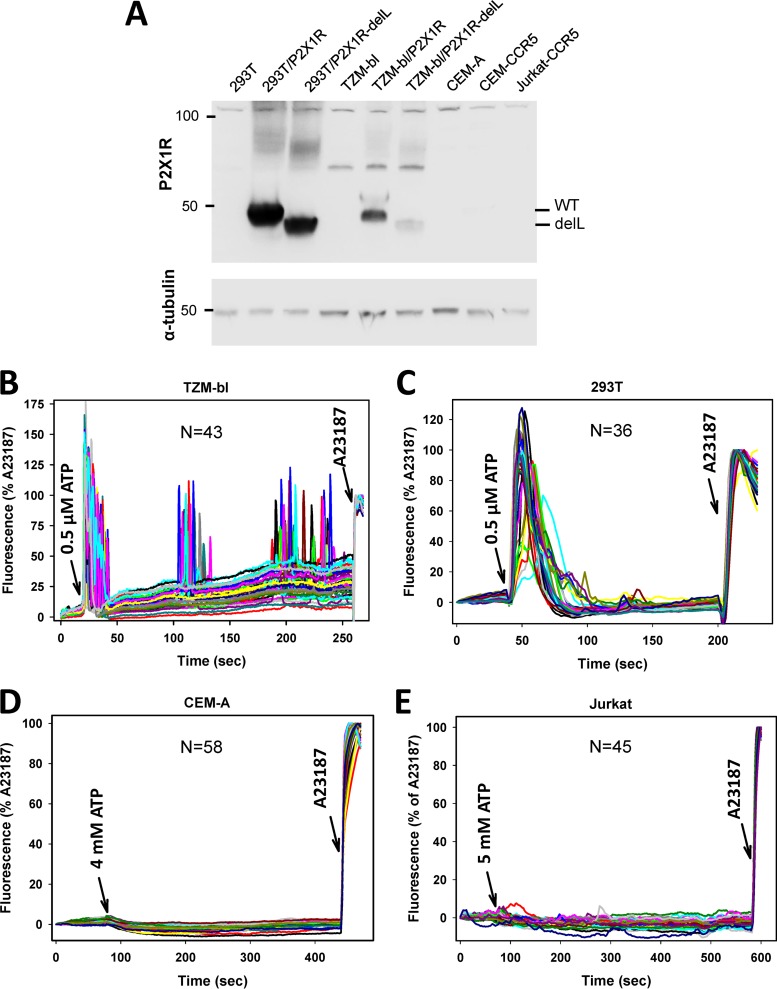 FIG 3