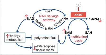 graphic file with name nihms944310u1.jpg