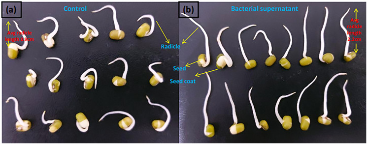 Figure 3